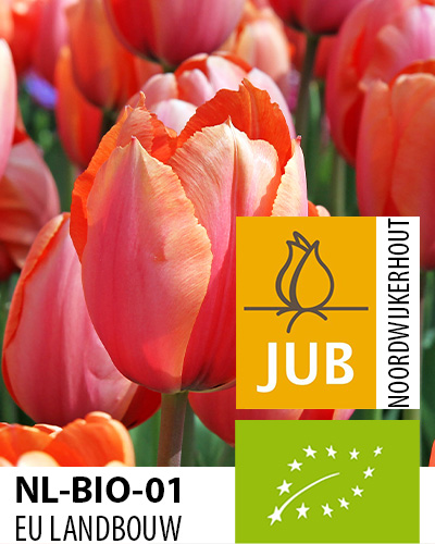 TULIPÁN BIO Apricot Impression 11/12, 100 ks